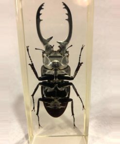 TS0403 - Blackish Stag Beetle - Masterpieces.nl