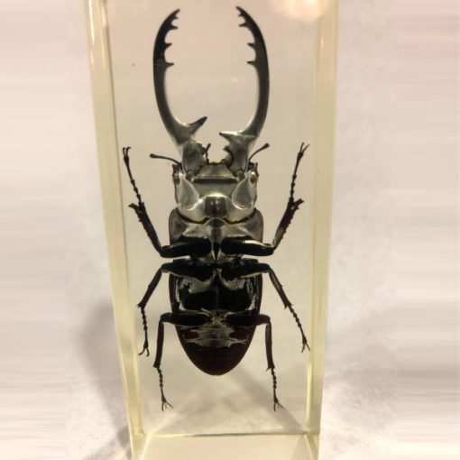 TS0403 - Blackish Stag Beetle - Masterpieces.nl