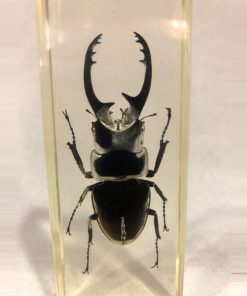 TS0403 - Blackish Stag Beetle - Masterpieces.nl