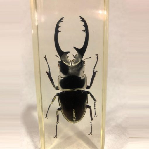 TS0403 - Blackish Stag Beetle - Masterpieces.nl