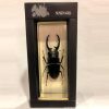 TS0403 - Blackish Stag Beetle - Masterpieces.nl