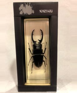 TS0403 - Blackish Stag Beetle - Masterpieces.nl